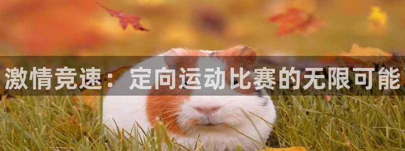 激情竞速：定向运动比赛的无限可能